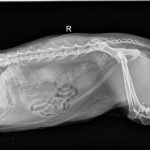 3 feb 2024 xrays after cycstotomy