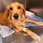 Golden Retriever dog in crate with catheter